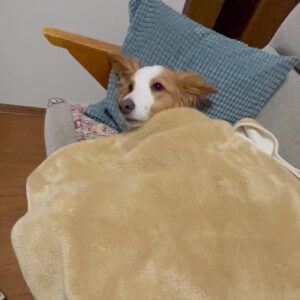 【9日目】トリミングサロン開業に必要な費用【トリミングサロン開業まで残り191日】