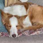 【7日目】僕が思い描くペット事業のゴールとは…【トリミングサロン開業まで残り193日】