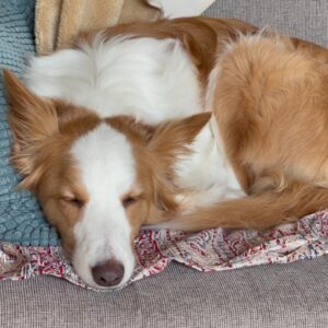 【7日目】僕が思い描くペット事業のゴールとは…【トリミングサロン開業まで残り193日】