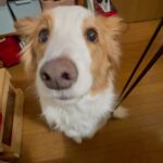 【2/200日目】僕がトリミングサロンを開業する３つの理由①【トリミングサロン開業まで残り198日】