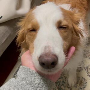 【4/200日目】僕がトリミングサロンを開業する３つの理由③【トリミングサロン開業まで残り196日】