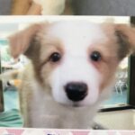 【11日目】公式ワンバサダーの「たれ蔵」を紹介【トリミングサロン開業まで残り189日】