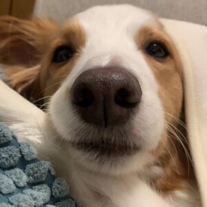 【3/200日目】僕がトリミングサロンを開業する３つの理由②【トリミングサロン開業まで残り197日】