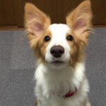 【14日目】内装図面が決定!!【トリミングサロン開業まで残り186日】