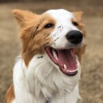 【15日目】トリミングサロンの店名について【開業まで残り185日】