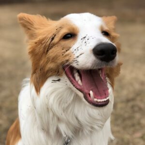 【15日目】トリミングサロンの店名について【開業まで残り185日】