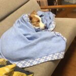 【10日目】内装図面を公開【トリミングサロン開業まで残り190日】