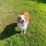 【自己紹介】200日後にトリミングサロンを開業する三代目社長の挑戦