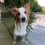 【8日目】トリミングサロンを開業するまでのスケジュール【トリミングサロン開業まで残り192日】